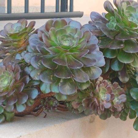 Hotel Casa Mea Santa-Maria-di-Lota Buitenkant foto